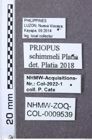 Etikett zu Xanthopenthes piceus (Fleutiaux, 1889)